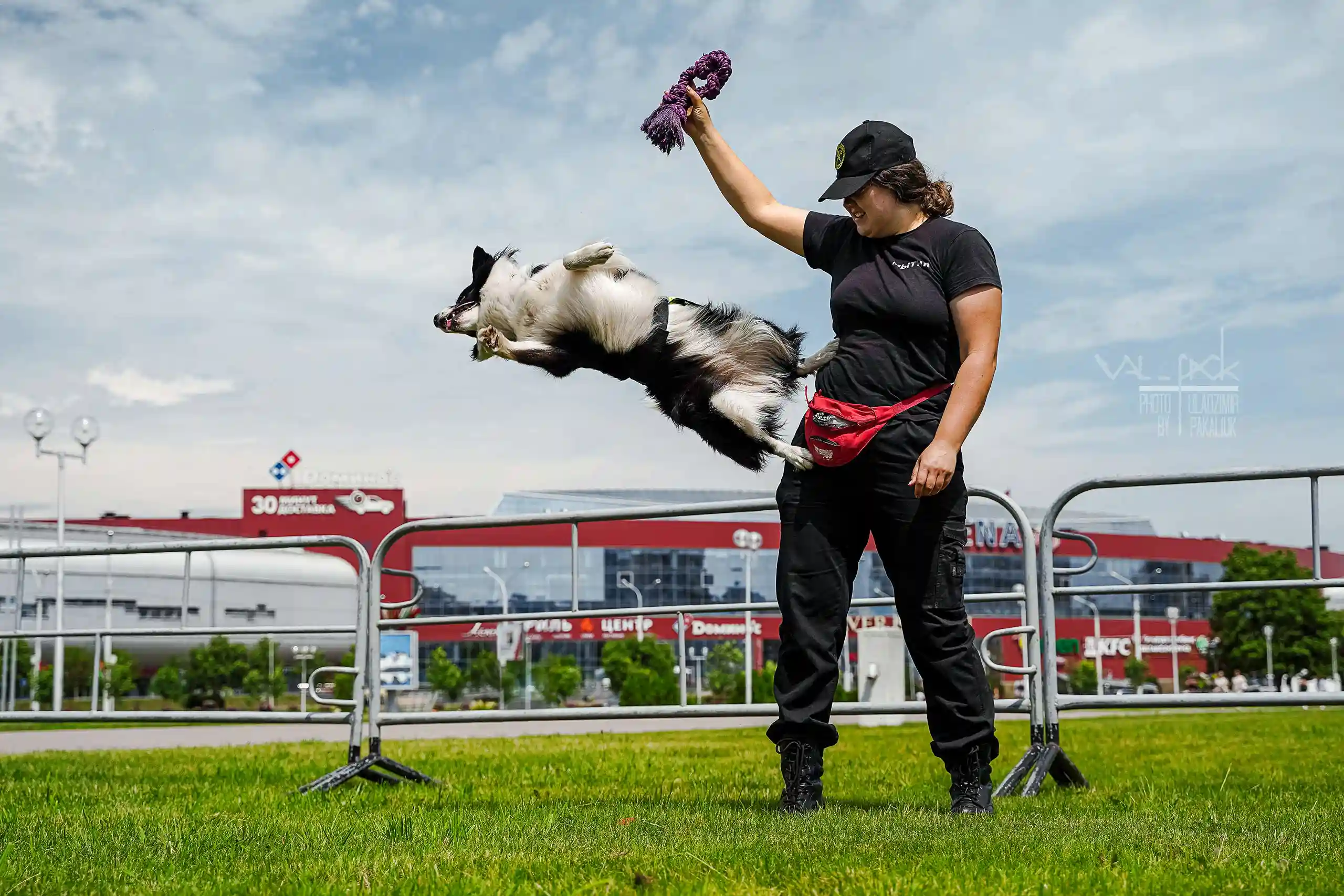Дрессировка собаки